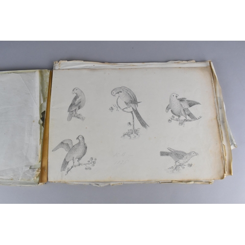 214 - A 19th Century Sketch Book Containing a Number of Sketches Circa 1830 to Include Birds, Horses and B... 