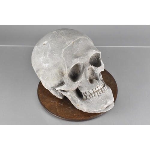 38 - A Late 19th Century Artist's Teaching Aid In the Form of a Plaster Human Skull, Supported On A Circu... 