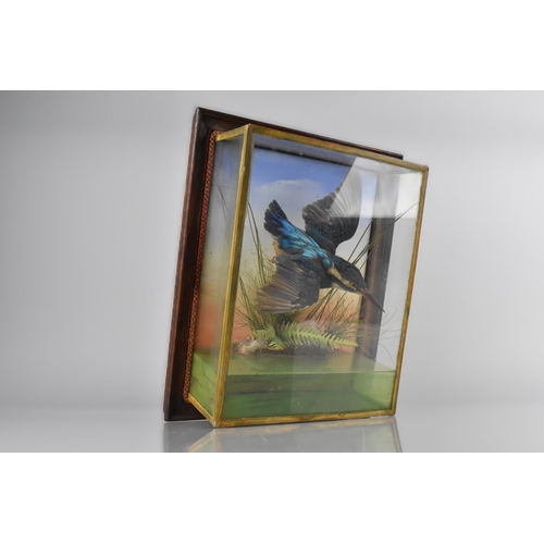 71 - A Wall Hanging Cased Taxidermy Study of Kingfisher in Flight in Naturalistic Setting, 25.5 x 31cm