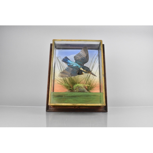 71 - A Wall Hanging Cased Taxidermy Study of Kingfisher in Flight in Naturalistic Setting, 25.5 x 31cm