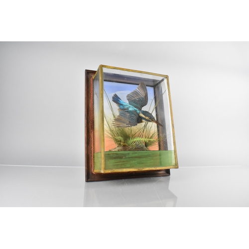 71 - A Wall Hanging Cased Taxidermy Study of Kingfisher in Flight in Naturalistic Setting, 25.5 x 31cm