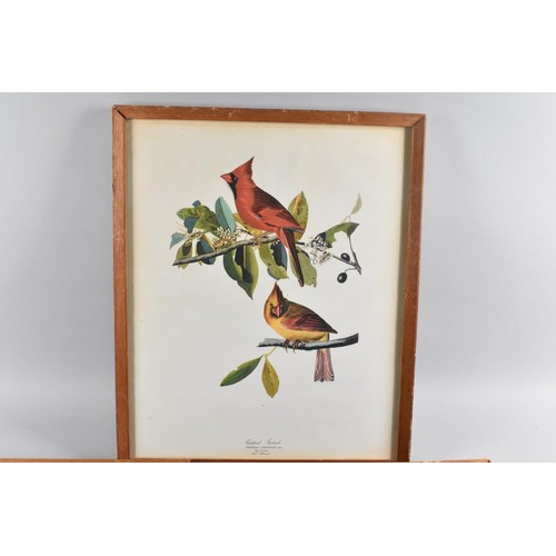 597 - Three Framed Bird Print, 'Cardinal Grosbeak - Fringilla Cardinalis, Bonaq, 'Arctic Tern, Sterna Arct... 