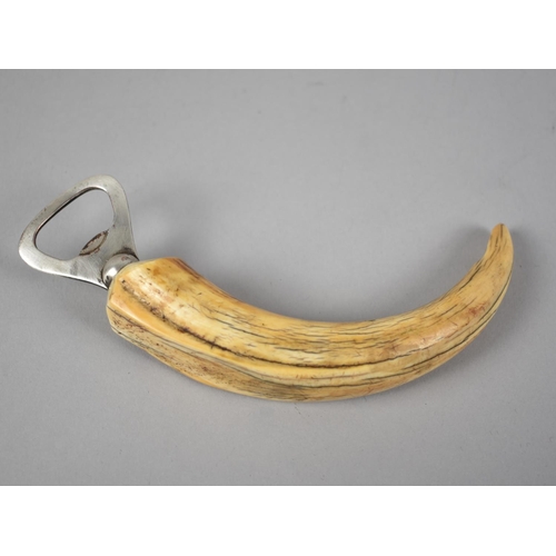 30 - A Novelty Bottle Opener, The Handle Formed from a Warthog Tusk, 15cms Long