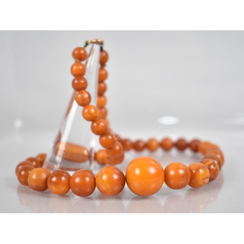 236 - A String of Graduated Spherical Egg Yolk Amber Beads, Late 19th/Early 20th Century, Largest 16.4mm D... 