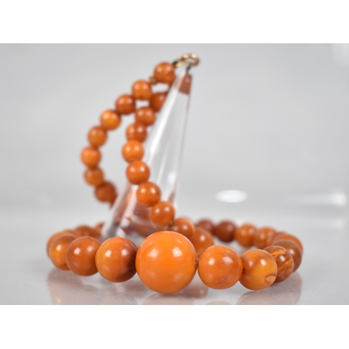 236 - A String of Graduated Spherical Egg Yolk Amber Beads, Late 19th/Early 20th Century, Largest 16.4mm D... 