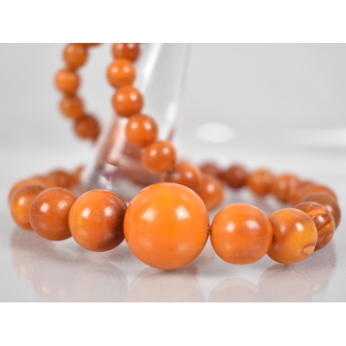 236 - A String of Graduated Spherical Egg Yolk Amber Beads, Late 19th/Early 20th Century, Largest 16.4mm D... 