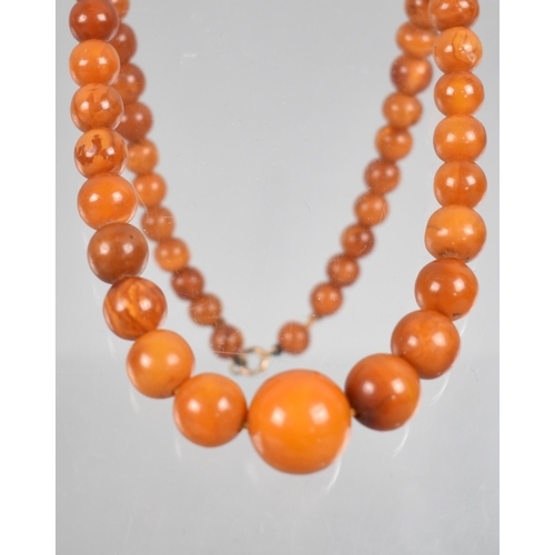 236 - A String of Graduated Spherical Egg Yolk Amber Beads, Late 19th/Early 20th Century, Largest 16.4mm D... 