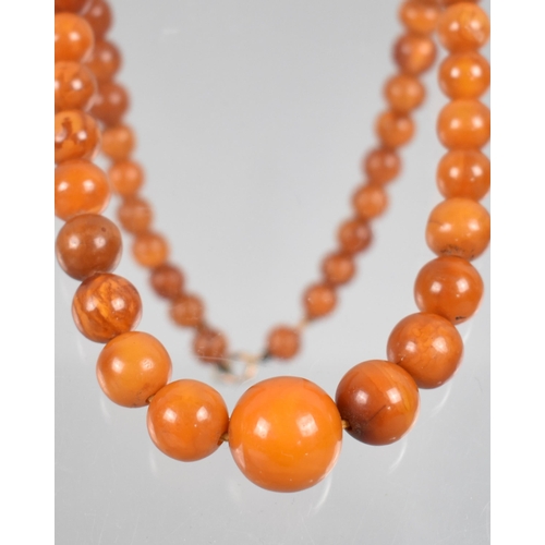 236 - A String of Graduated Spherical Egg Yolk Amber Beads, Late 19th/Early 20th Century, Largest 16.4mm D... 