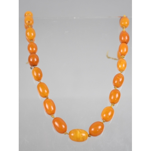 235 - A Short String of Egg Yolk Amber Beads, Graduated Oval Form, Largest Measuring 13.7mm by 9.2mm, 9.6g... 