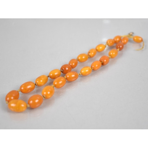 235 - A Short String of Egg Yolk Amber Beads, Graduated Oval Form, Largest Measuring 13.7mm by 9.2mm, 9.6g... 