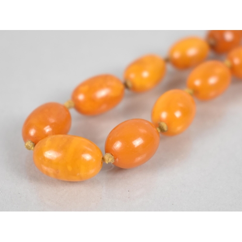 235 - A Short String of Egg Yolk Amber Beads, Graduated Oval Form, Largest Measuring 13.7mm by 9.2mm, 9.6g... 