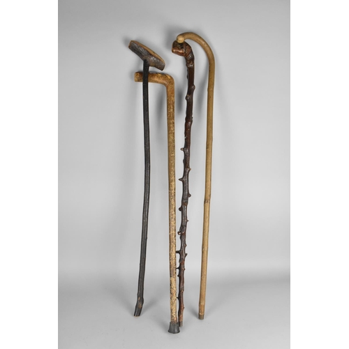 236 - A Collection of Various Walking Sticks including two with Silver Mounts Although All with Condition ... 