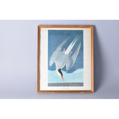 366 - A Framed John James Audubon (1785-1851) Birds of America Print, Arctic Tern, Sterna Arctica, Frame 3... 