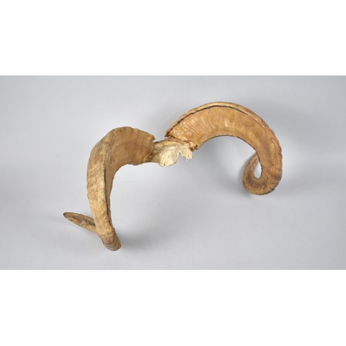 133 - A Taxidermy Rams Horn, 38cms Wide