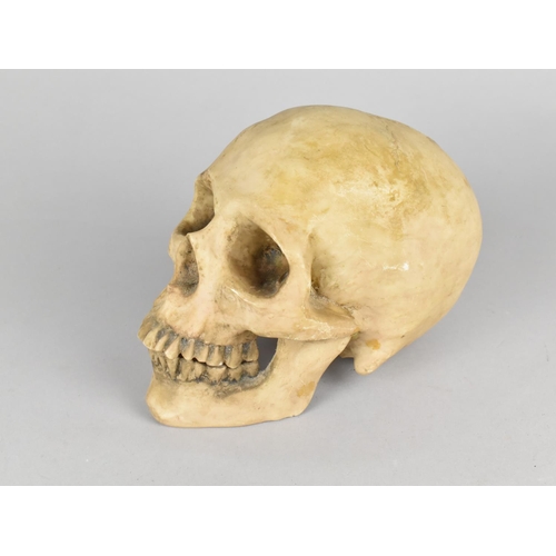 6 - A Cast Resin Study of a Human Skull, Perhaps Teaching Aid, 18cms Long