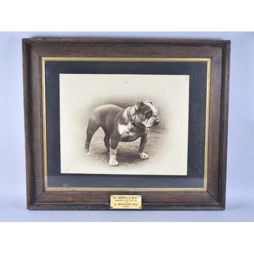 125 - A 1923 Oak Framed Photograph of Prize Winning Bulldog, Champion Roseville Blaze, 72cms by 62cms Over... 