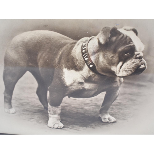 125 - A 1923 Oak Framed Photograph of Prize Winning Bulldog, Champion Roseville Blaze, 72cms by 62cms Over... 