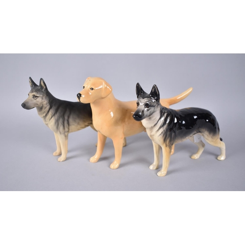 399 - Two Beswick Alsatians, CH Ulrica of Brittas, Matt and Gloss Together with a Beswick Labrador