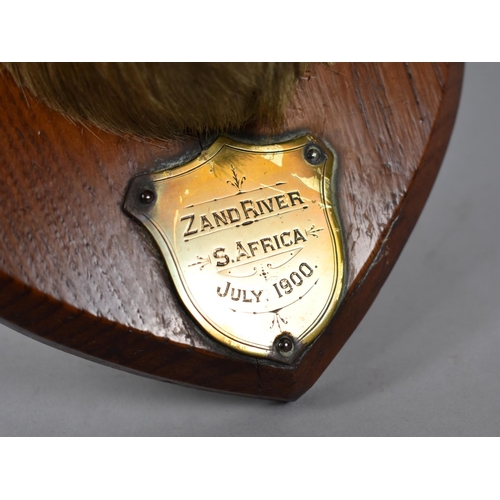 156 - A Taxidermy Antelope Trophy with Brass Plaque Inscribed 'Zand River, S.Africa, July 1900'