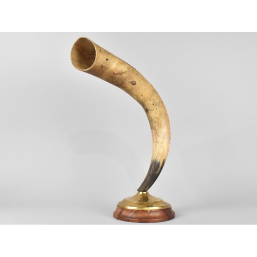 70 - A Mounted Cow Horn Trophy on Circular Plinth, 39cm High