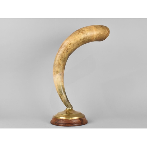 70 - A Mounted Cow Horn Trophy on Circular Plinth, 39cm High