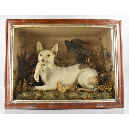 23 - A Cased Early 19th Century Taxidermy Terrier in Recumbent Position with Stoat in Mouth, Set in Natur... 