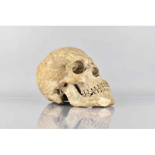 A Late 19th/Early 20th Century Cast Plaster Moulded Copy of a Full Size Human Skull, Perhaps a Teaching Aid, 22cm Long