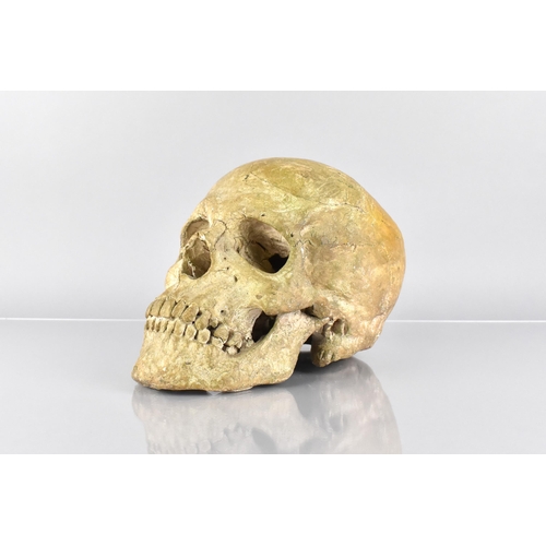 48 - A Late 19th/Early 20th Century Cast Plaster Moulded Copy of a Full Size Human Skull, Perhaps a Teach... 