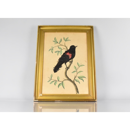 34 - A Late 19th Century Feather Picture of a Red Wing Blackbird, Watercolour Painted Bough Leaves with a... 