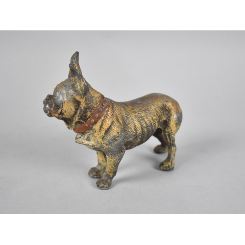 18 - A Cold Painted Spelter Figure of a Bulldog in the Manner of Bergmann,  12cms Long