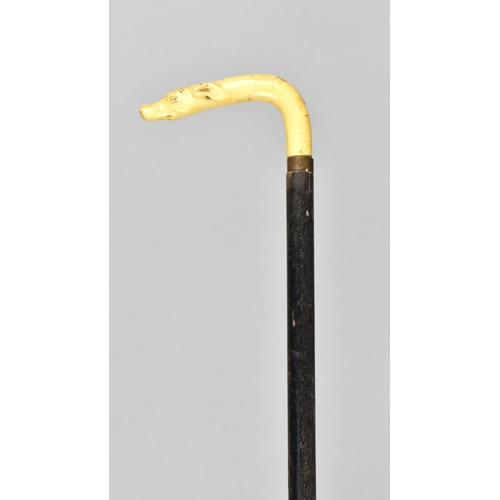 11 - An Early 20th Century Ebonized Child's Walking Cane with Celluloid Handle Modelled as Greyhound's He... 