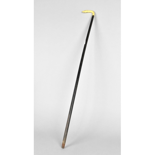 11 - An Early 20th Century Ebonized Child's Walking Cane with Celluloid Handle Modelled as Greyhound's He... 