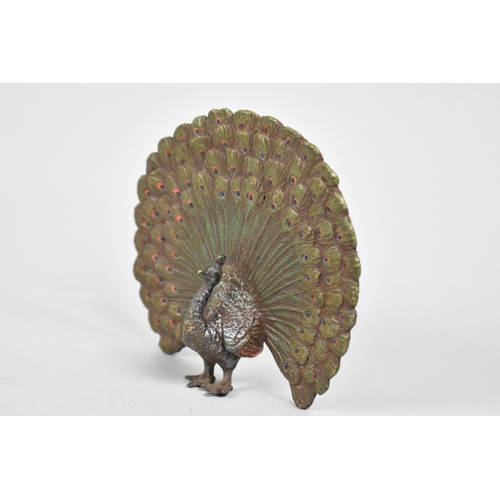 36 - A Cold Painted Bronze Study of a Peacock in the Austrian Style, 8cms High