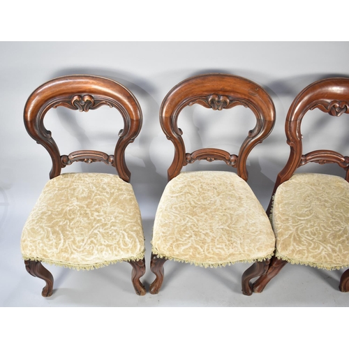 585 - A Set of Four Victorian Mahogany Framed Balloon Backed Dining Chairs