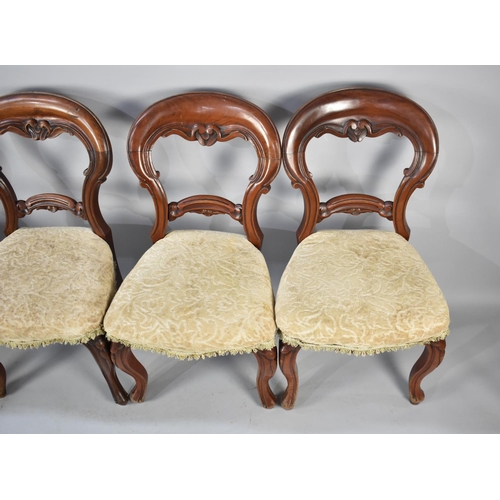 585 - A Set of Four Victorian Mahogany Framed Balloon Backed Dining Chairs