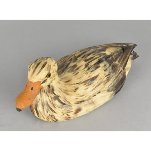 39 - A Late 20th Century Decoy Style Duck with Feathers, 28cms Long