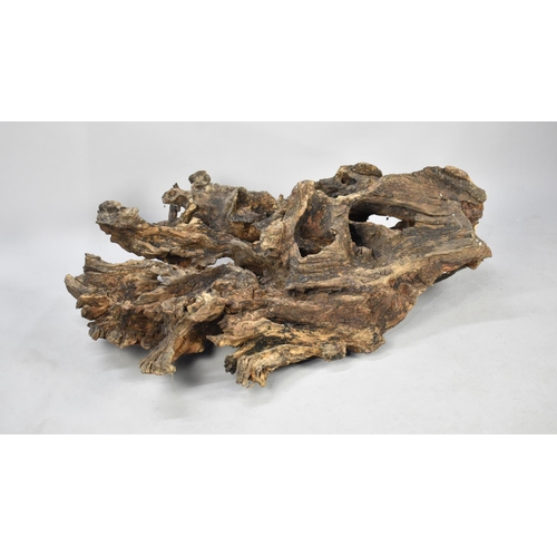 493 - A Large Section of Driftwood, 112cm high