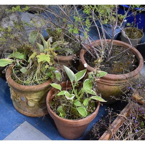 423 - Four Various Terracotta Garden Pots