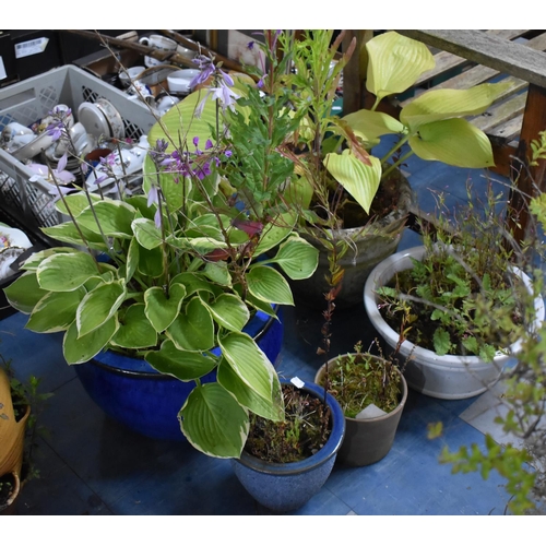 428 - A Collection of Various Garden Patio Plant Pots