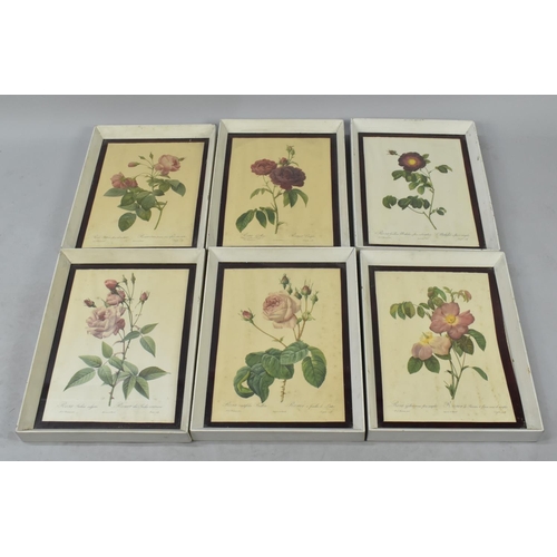 524 - A Set of 15 Framed Botanic Prints