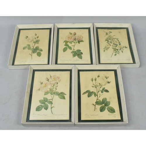 524 - A Set of 15 Framed Botanic Prints