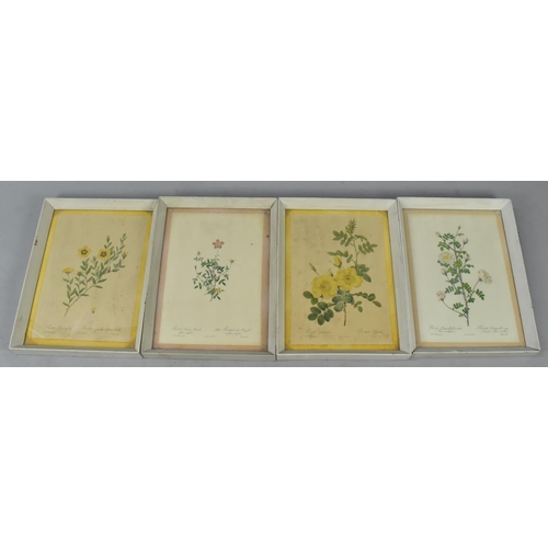 524 - A Set of 15 Framed Botanic Prints