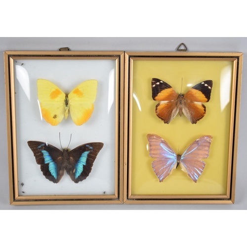 79 - Two Framed Collections of Two Butterflies from Brazil