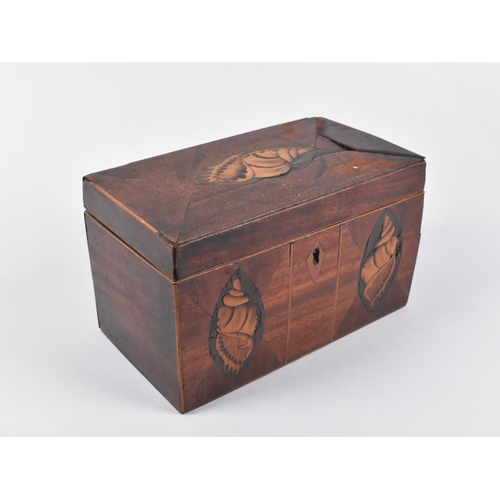 6 - An Early/Mid 19th Century Inlaid Two Division Tea Caddy with Shell Decoration, 20.5cms Wide