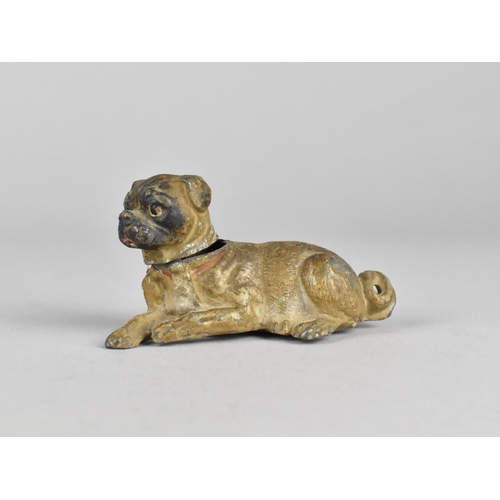 44 - A Cold Painted Austrian Spelter Pug Dog with Nodding Head, 7.5cms Long