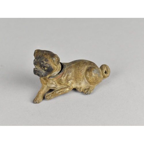 44 - A Cold Painted Austrian Spelter Pug Dog with Nodding Head, 7.5cms Long