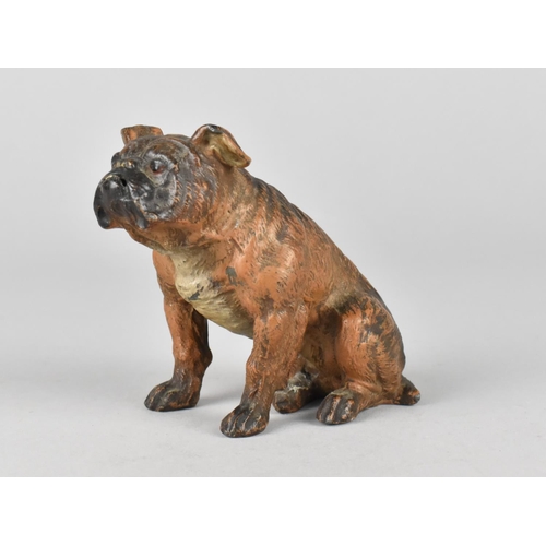 48 - An Austrian Cold Painted Spelter Study of a Seated Bulldog, 8cms High