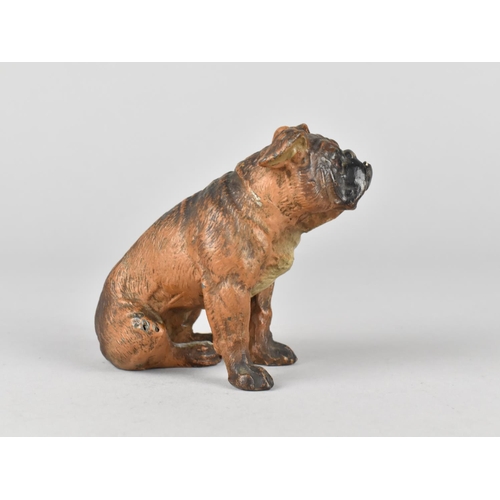 48 - An Austrian Cold Painted Spelter Study of a Seated Bulldog, 8cms High