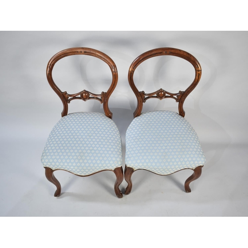 484 - A Set of Four Victorian Walnut Framed Balloon Backed Ladies Salon Chairs