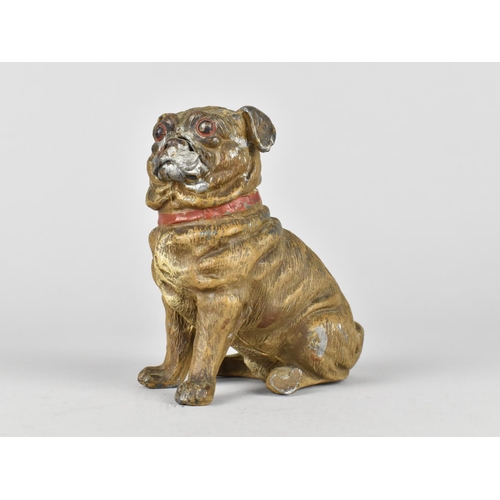 63 - An Austrian Cold Painted Spelter Study of a Seated Bulldog, 10cms High, Hole to Back Leg